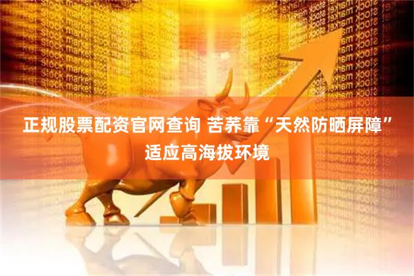 正规股票配资官网查询 苦荞靠“天然防晒屏障”适应高海拔环境