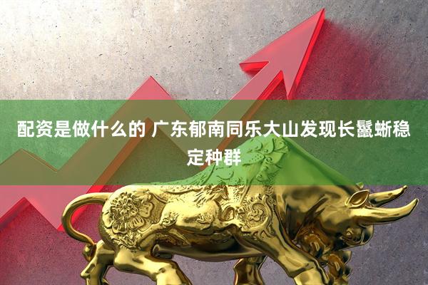 配资是做什么的 广东郁南同乐大山发现长鬣蜥稳定种群