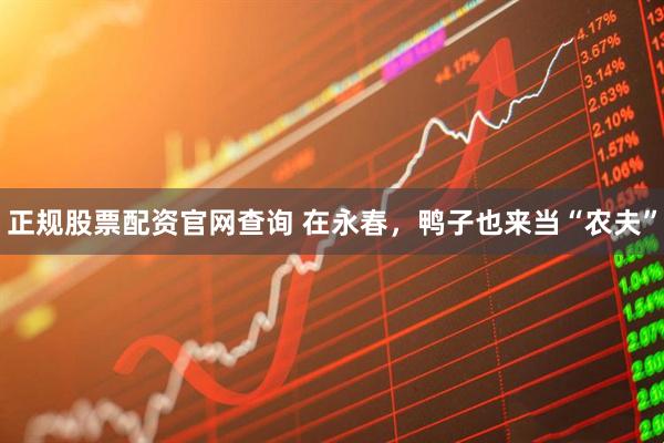正规股票配资官网查询 在永春，鸭子也来当“农夫”